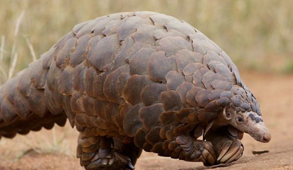 Corona virüs pangolinden mi bulaştı? Pangolin nerede yaşar?