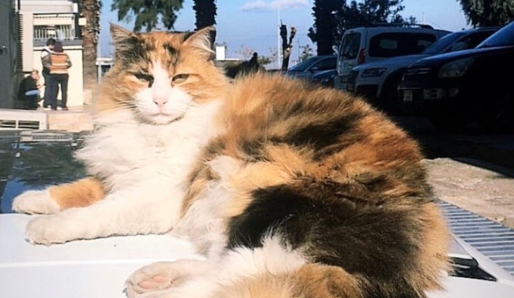 Göztepe'nin kedisi "Totem", bir köpeğin saldırısı sonucu hayatını kaybetti